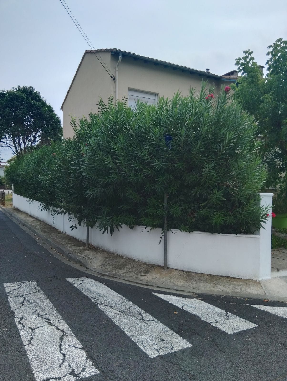 Haie avant intervention - végétation non taillée